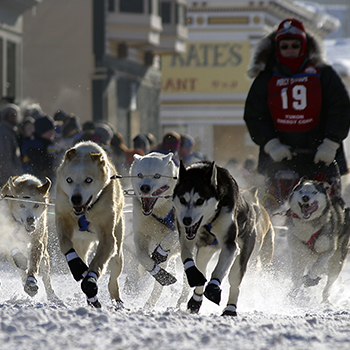 Dawson City Yukon Quest Musher and Dog Sled Team Race