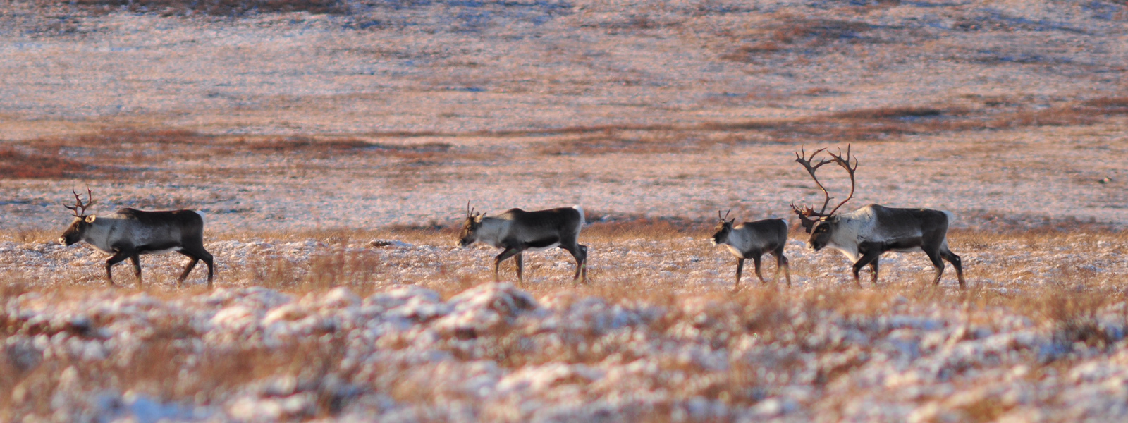 Caribou along the Dempster Highway