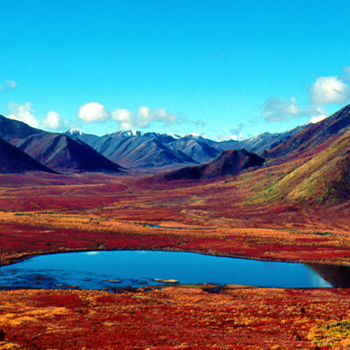 Fall colours at Tombstone Territorial park